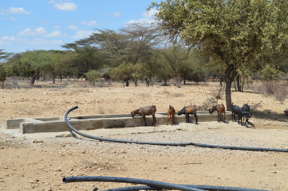 The most pressing need for many Turkana citizens is to find sources of water and grazing routes for their herds of goats, cows and camels, such as it this European Commission-funded borehole project built by Oxfam in Turkan. Citizens worry that fenced drilling operations will change their routes or use up the scarce water sources.
